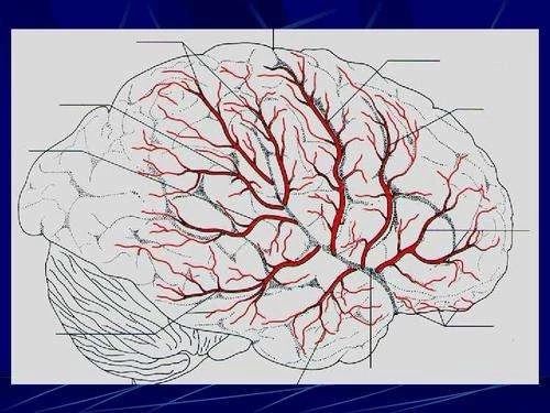 中国脑血管病一级预防指南2019宣布！丨指南共识